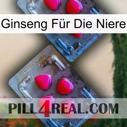 Ginseng Für Die Niere 14